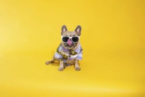 Find Your Happy Calendar 2020 Stitch Jones