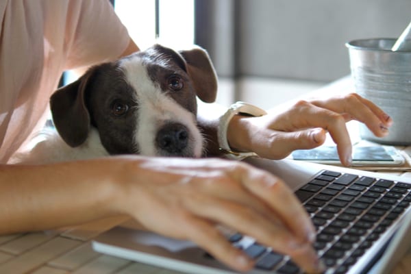 personal finance tasks at home woman at computer with dog