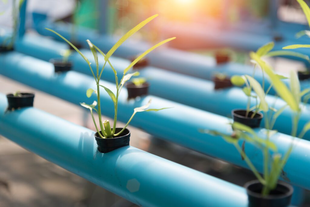 tubes with hydroponic plants growing